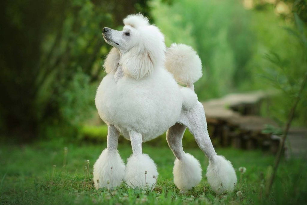 Do Poodles Have Sensitive Stomachs
