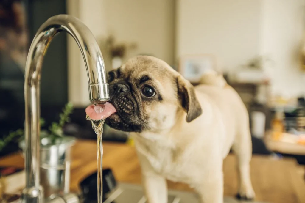 How To Get My Puppy To Drink Water