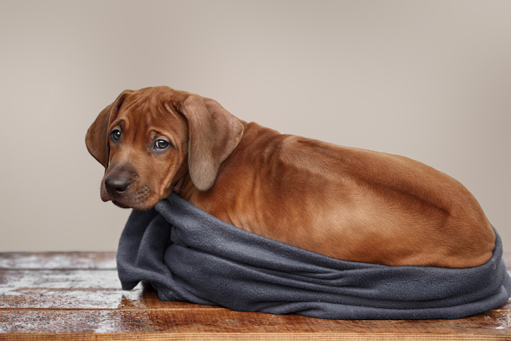 Leaving A Puppy Alone For 8 Hours - What To Know
