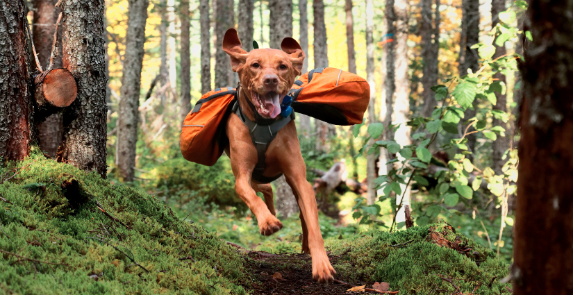 Best Medium-Sized Dog For Hiking