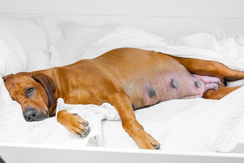Flea Treatment For Pregnant Dogs - Safety And Application
