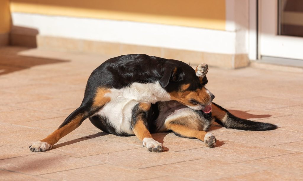 Why Do Dogs Lick Their Anus