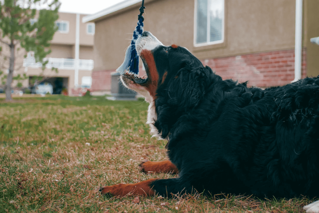 Impulse Control Games For Dogs