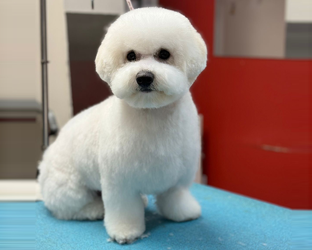 How To Groom Bichon Frise