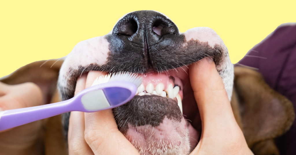 How to Whiten Dogs Teeth