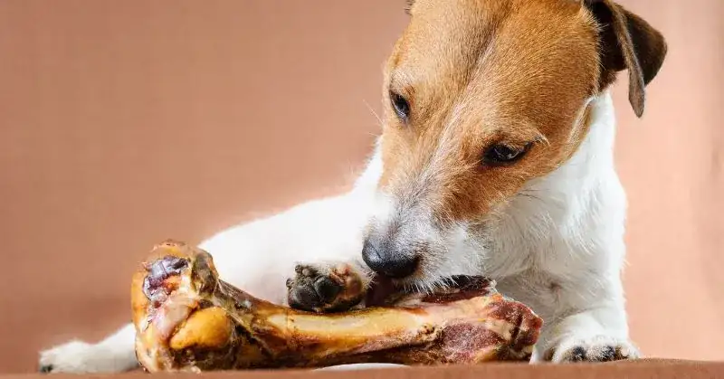 Can Dogs Eat Deer Bones