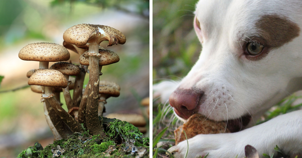 Can You Eat The Mushrooms That Grow In Your Yard