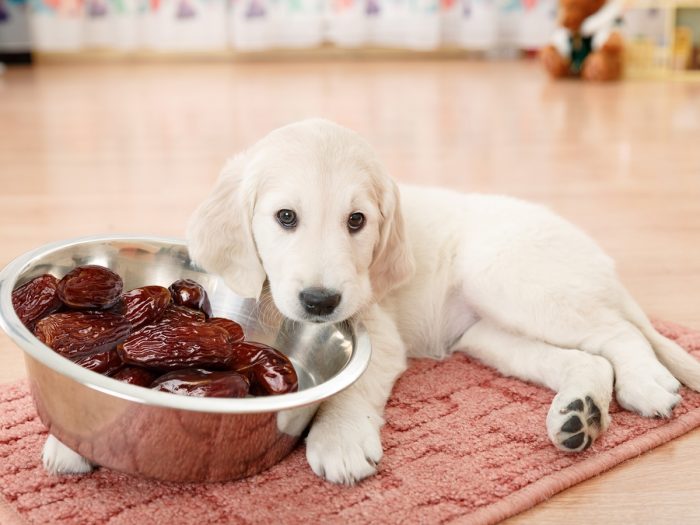 Can A Dog Eat Dates
