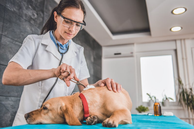 Brown Recluse Bite on a Dog