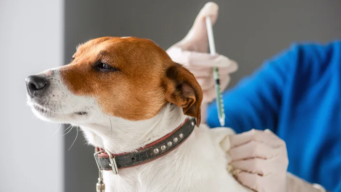 How To Prevent Diabetes In Dogs