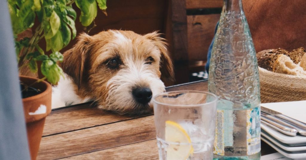 electrolyte drink for dogs