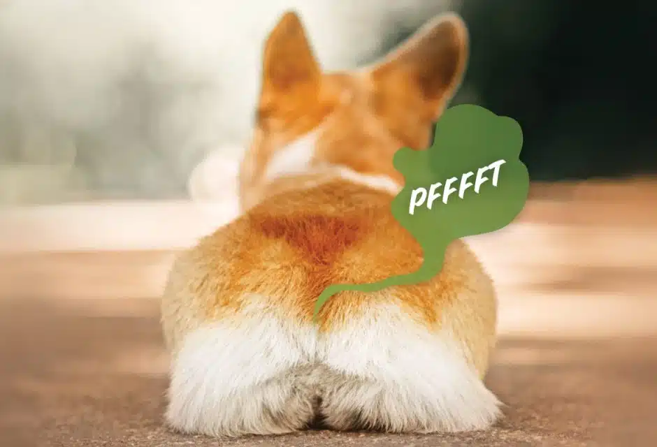 My Dogs Farts Smell Like Rotten Eggs