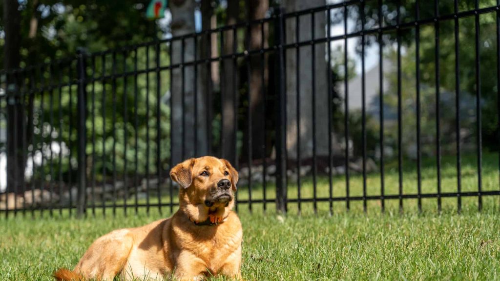 How To Make Fence Taller For Dog