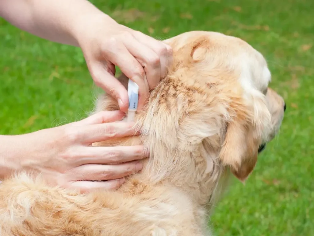 How Often Is Flea Treatment for Dogs