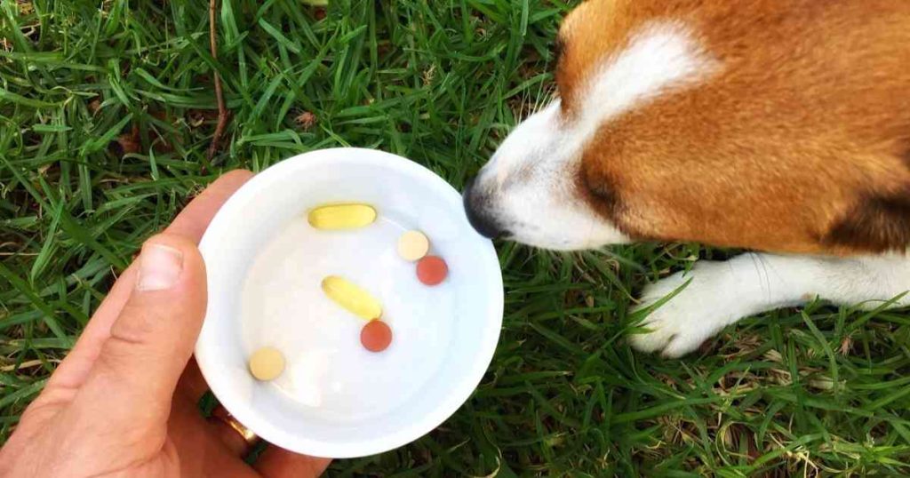 Can I Give My Dog Telfast