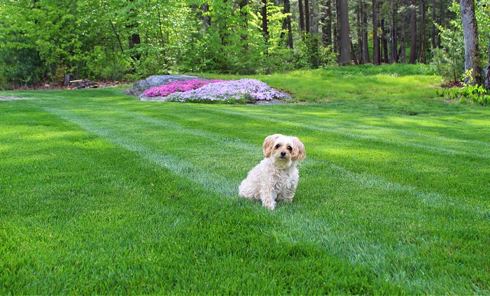 Dog Allergic to Grass