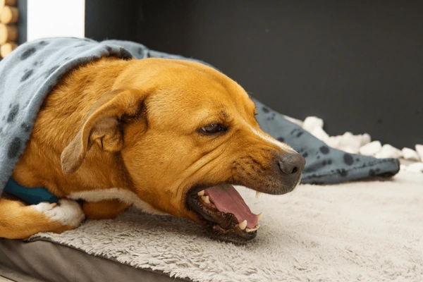 Dog Coughs In The Morning