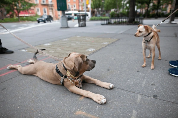 Dog Refuses To Move When He Sees Another Dog