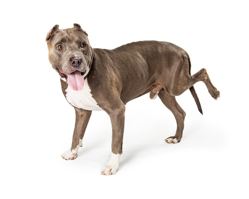 Dog Holding Up Back Leg but Not in Pain
