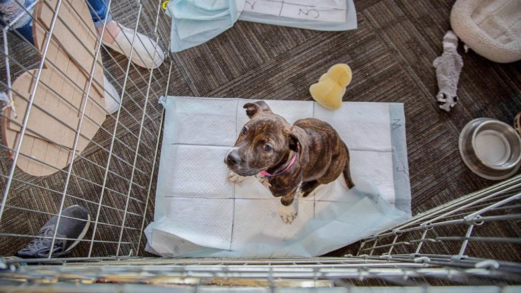 Dog Peeing in Crate Overnight