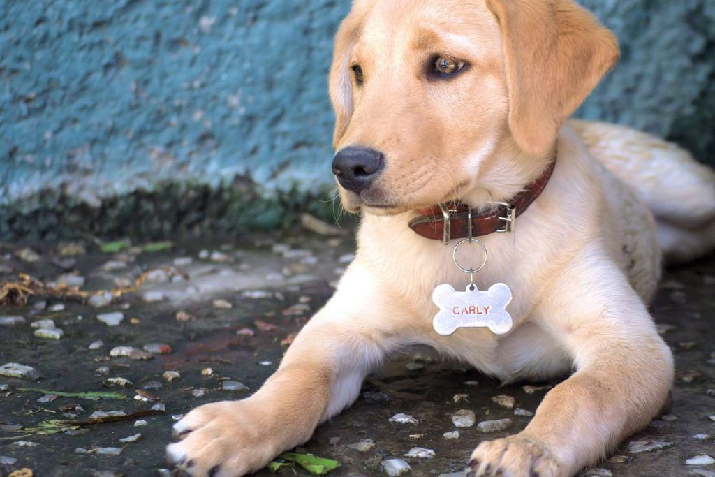 What Information Should Be On A Dog Tag
