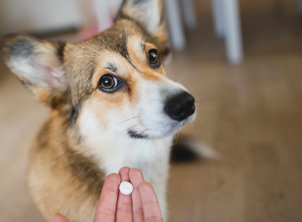 Omeprazole Dogs Side Effects