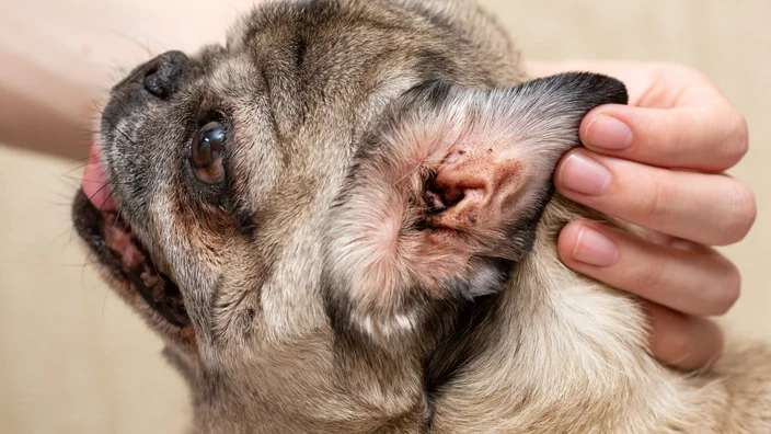 OTC Ear Infection Medicine for Dogs