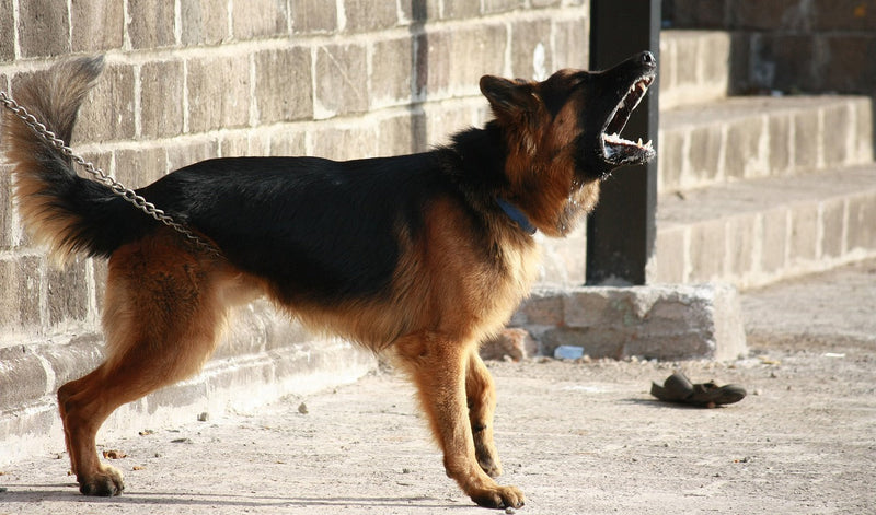 Why Do Dogs Bark At Some People And Not Others