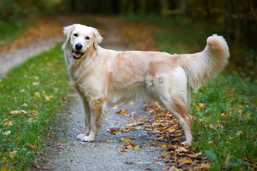 Dogs That Don't Bite