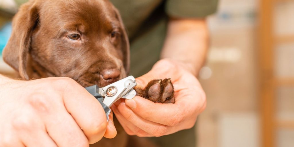 Dog Won’t Let Me Cut His Nails