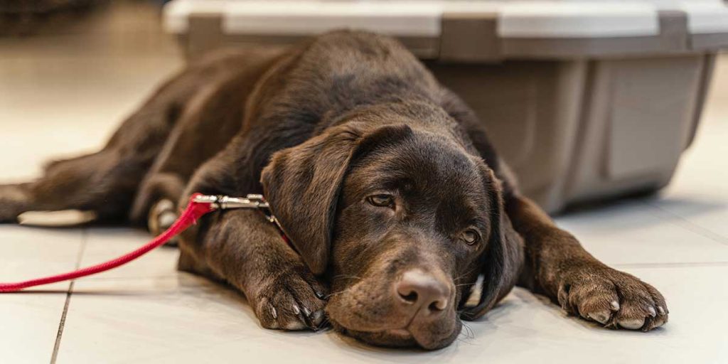 Can Dog Food Cause Seizures
