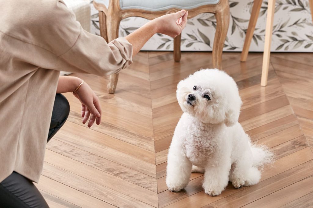 How To Teach A Dog To Sit Pretty