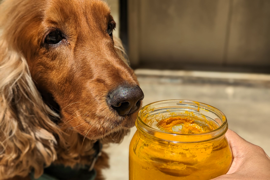 Paste for Dogs With Diarrhea