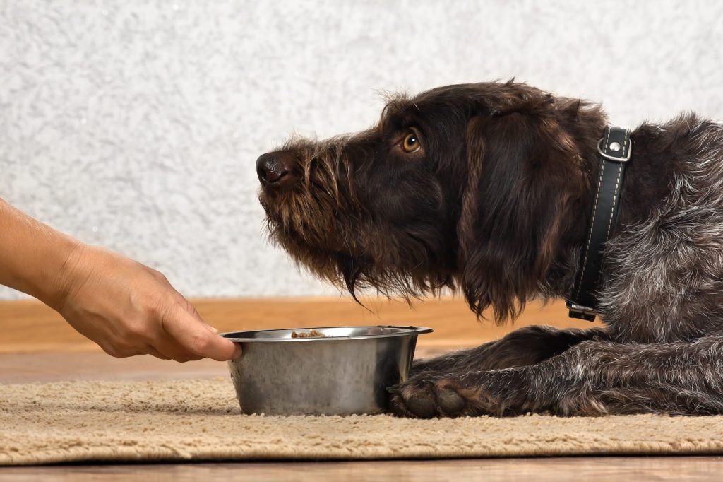 Do Dogs Get Sick Of Their Food