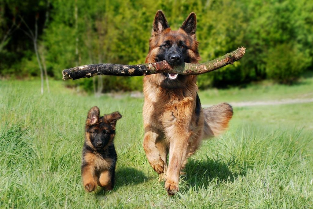 How To Stop Older Dog From Attacking New Puppy