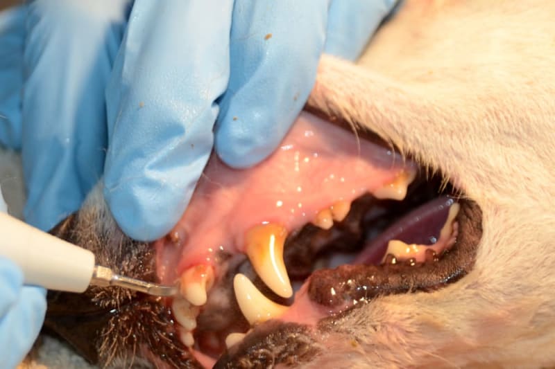How To Clean Plaque Off Dogs Teeth