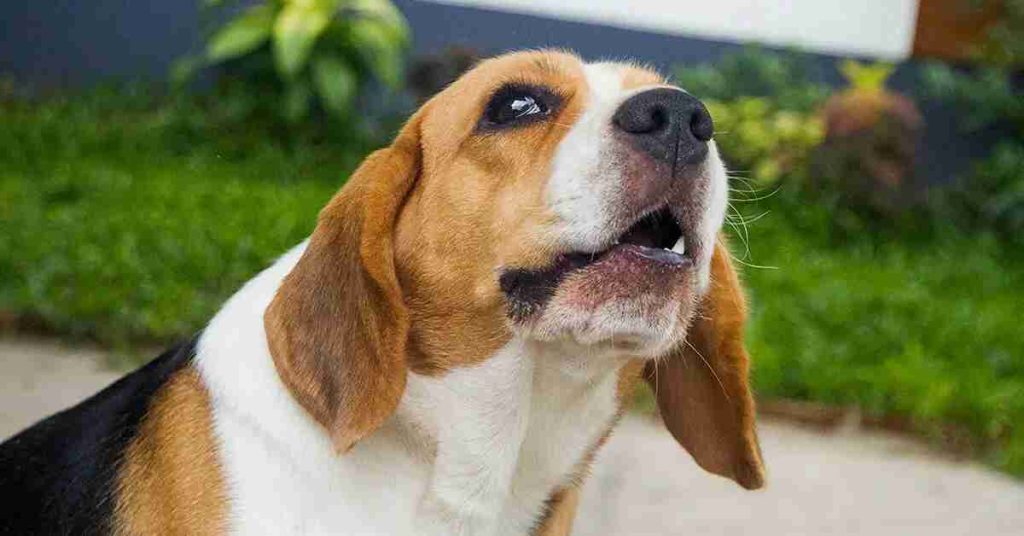 How to Train a Dog to Stop Whining