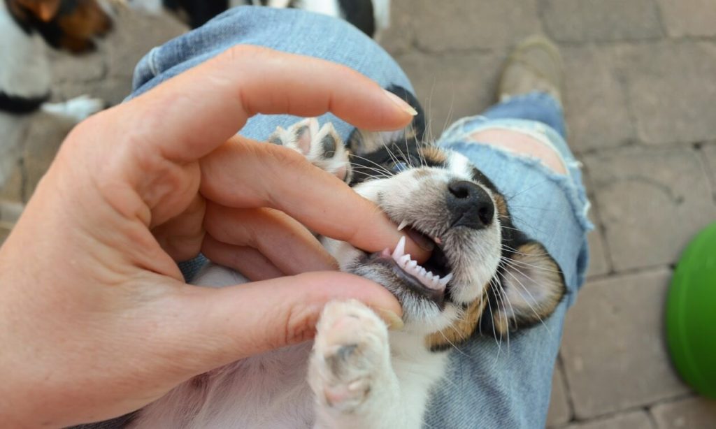 Best Thing For Teething Puppies
