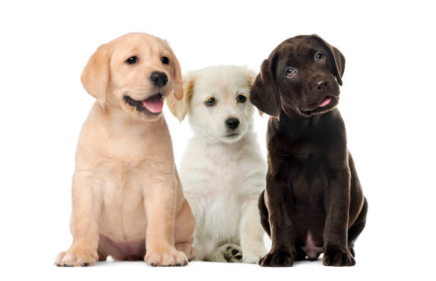 When Do Lab Puppies Stop Biting