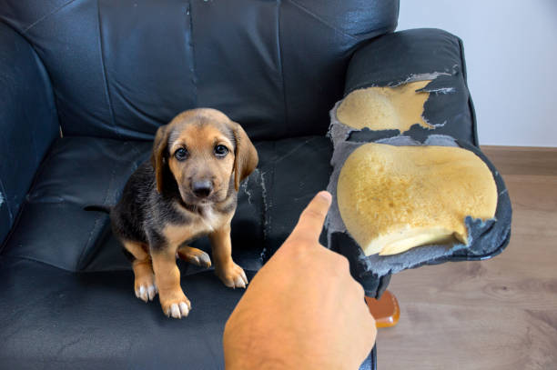 Why Do Dogs Dig in the Couch