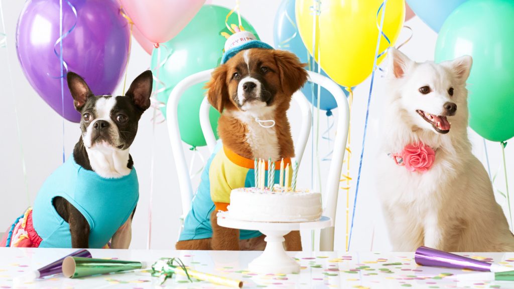 Dog Birthday Party Ideas