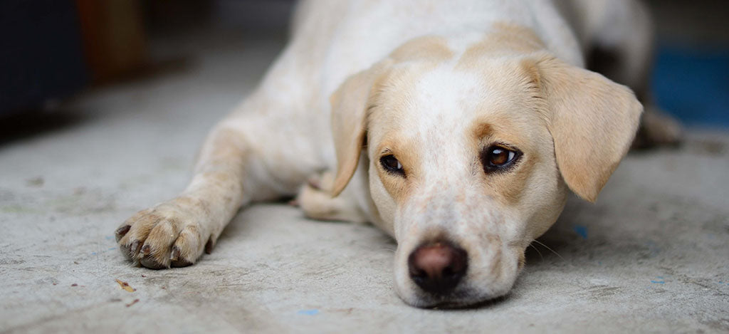 My Dog Can't Pee - Home Remedies