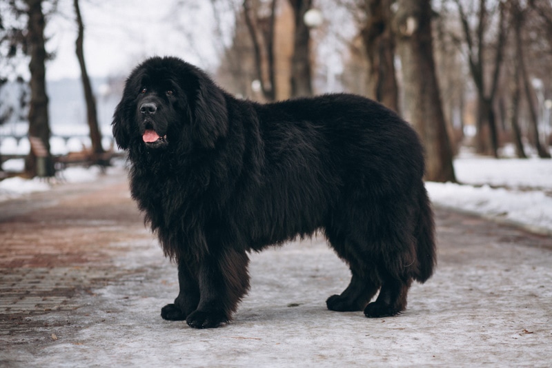 Newfoundland Mixes
