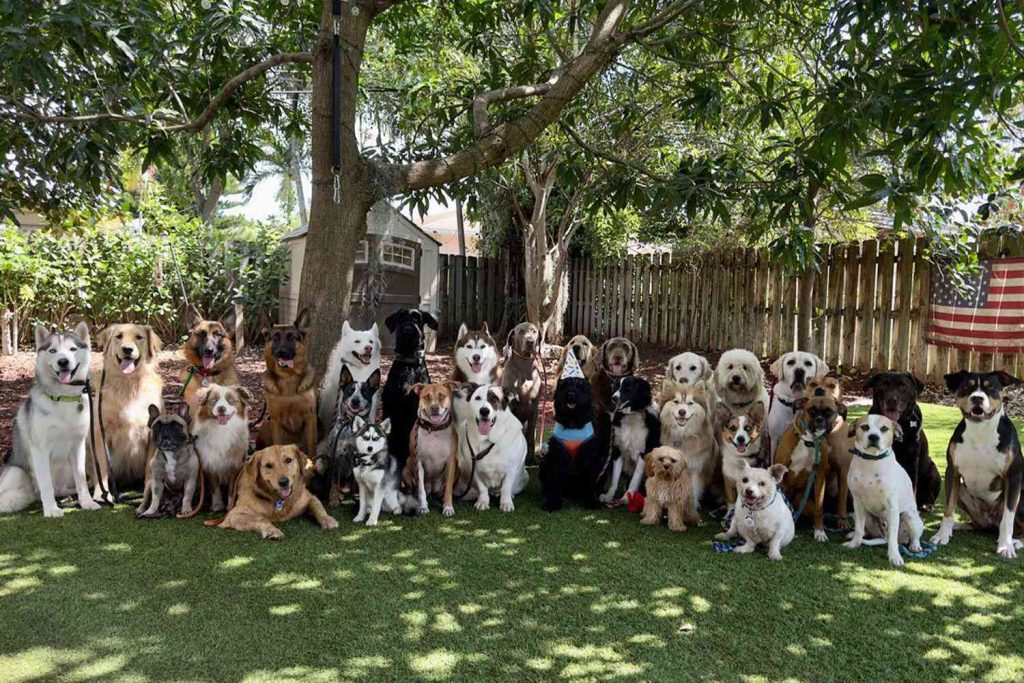 How Puppy Parties Help Build Confidence in Nervous Dogs
Some puppies arrive shy or unsure, especially if they’ve had a rough start or limited exposure. Puppy parties provide a low pressure space for them to observe and interact at their own pace. Even if they spend most of the time watching from the corner, they’re still learning and getting used to the sounds, smells, and other dogs without being pushed too hard.
What to Expect After the Party
Puppy parties can wear a pup out in the best way. Expect a sleepy dog who might need extra snuggles and water when you get home. It’s also totally normal to see small behavior changes, like being more outgoing or more relaxed around new people or dogs. Some puppies might even try out the same play moves they saw at the party.
How to Keep the Momentum Going
One puppy party isn’t the magic fix. Think of it as a starting point. Keep setting up positive social experiences like playdates with friendly dogs or visits to dog friendly cafes. Let your puppy continue practicing good manners and adjusting to different settings. The more safe and fun experiences they have, the more confident they’ll grow over time.