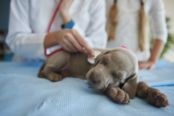 How To Know If Puppy Has Parvo