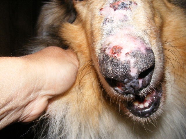 Why Is My Dog’s Nose Peeling