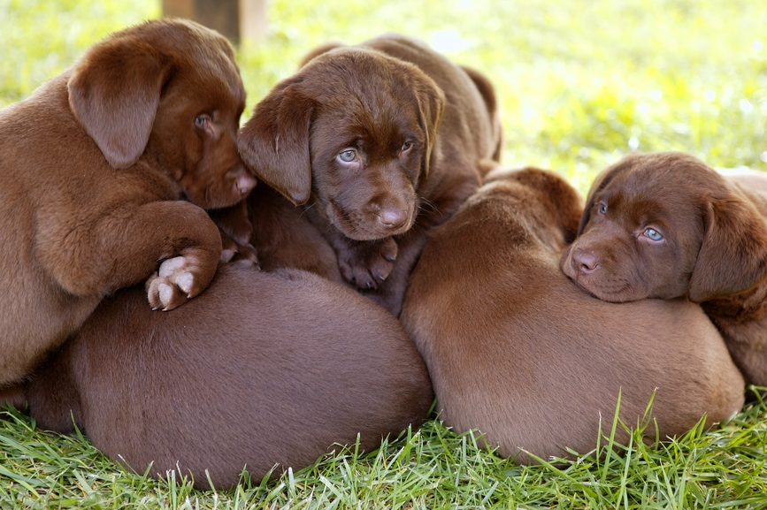 Red Flags When Picking Out A Puppy