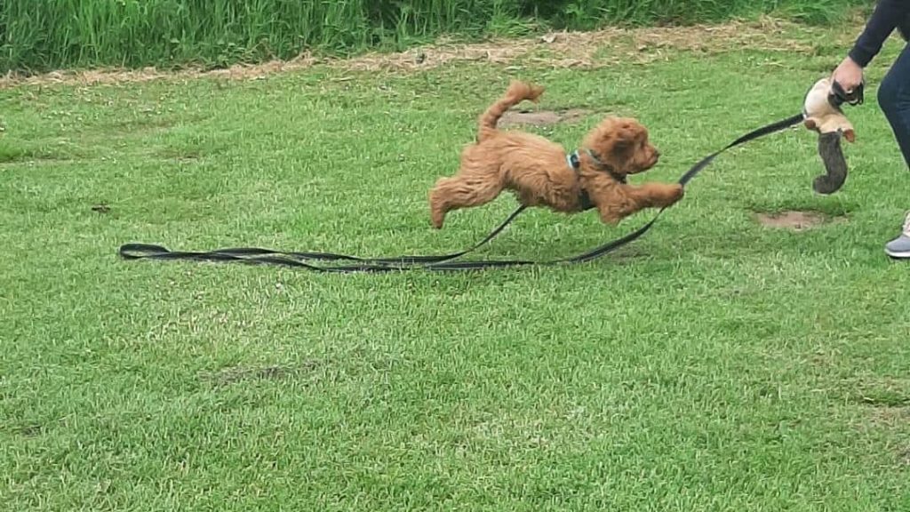 Long Lead Dog Training