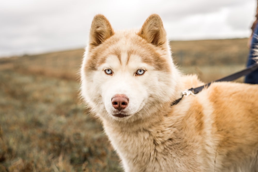 Malamute Mixes