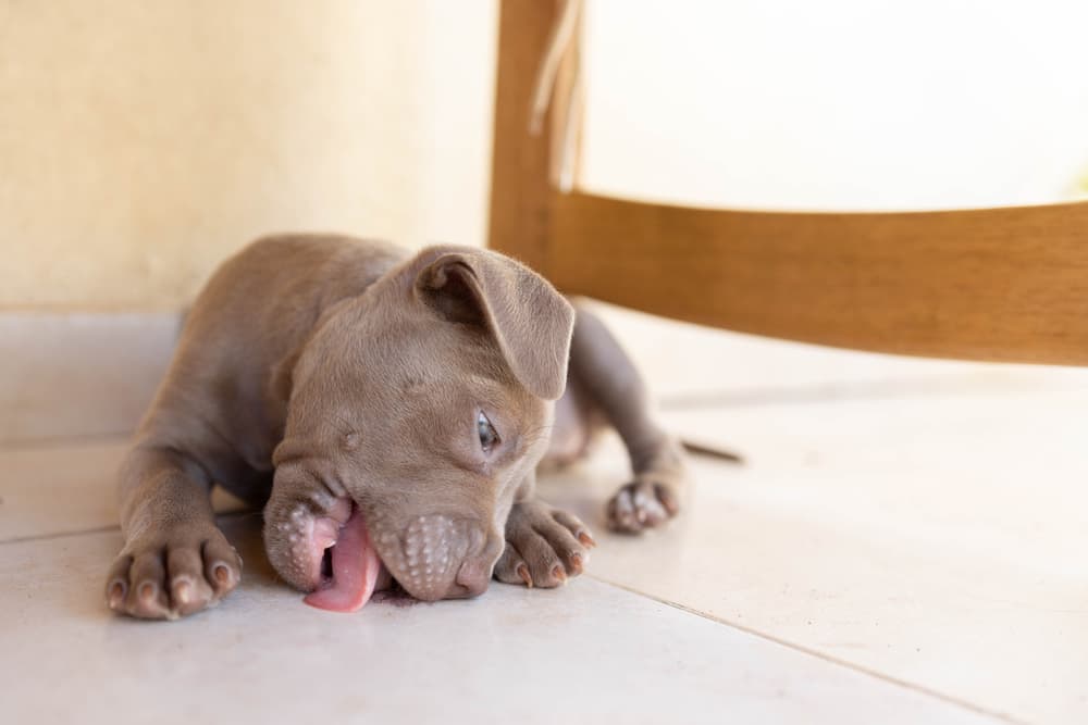 Why Do Dogs Lick the Floor